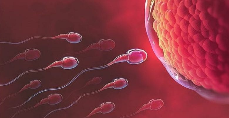 Etude: Les Œufs Des Femmes Préfèrent Le Sperme De Certains Hommes Aux Autres