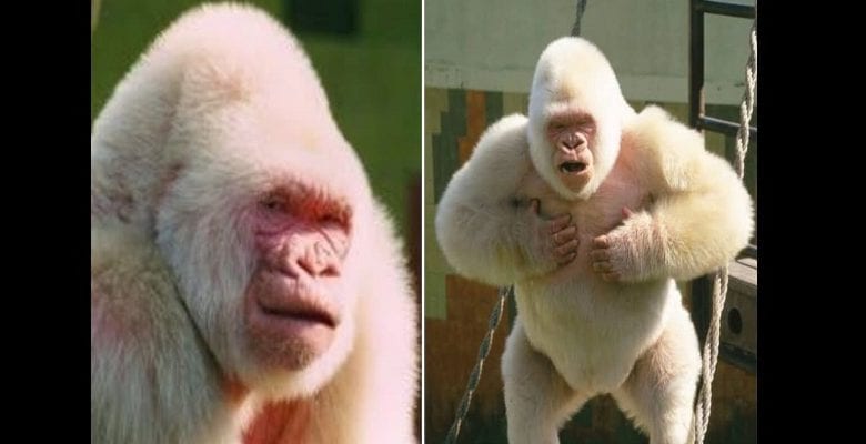 Flocon de neige : l’incroyable histoire de l’unique gorille albinos du monde capturé en Afrique