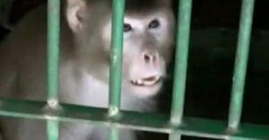 Côte D&Rsquo;Ivoire : Une Femme Se Fait Tuer Par Un Chimpanzé