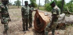 L&Rsquo;Armée En Guerre Contre Le Trafic De Bois