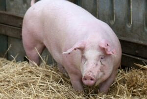 Un Homme Inculpé Pour Avoir Violé Un Porc