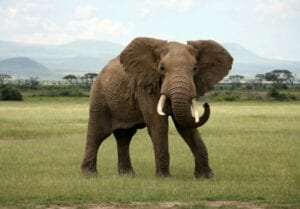 Bénin/Kalalé : Un Éléphant En Divagation Tue Un Agriculteur