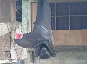 Cette Chauve-Souris Fait-Elle Vraiment La Taille D’un Humain ?