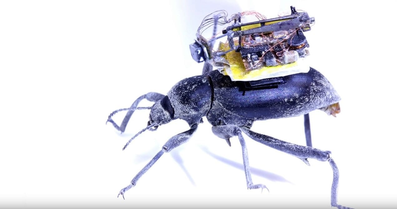 Cette Micro-Caméra S’installe Sur Le Dos D’un Insecte