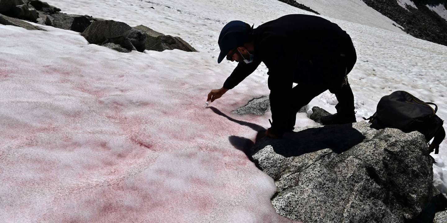 La Mystérieuse Neige Rose Du Glacier Presena Dans Les Alpes Italiennes