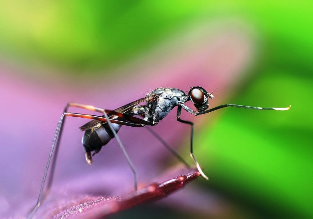 Usa : Des Moustiques Génétiquement Modifiés Pourraient Être Relâchés, Voici Pourquoi