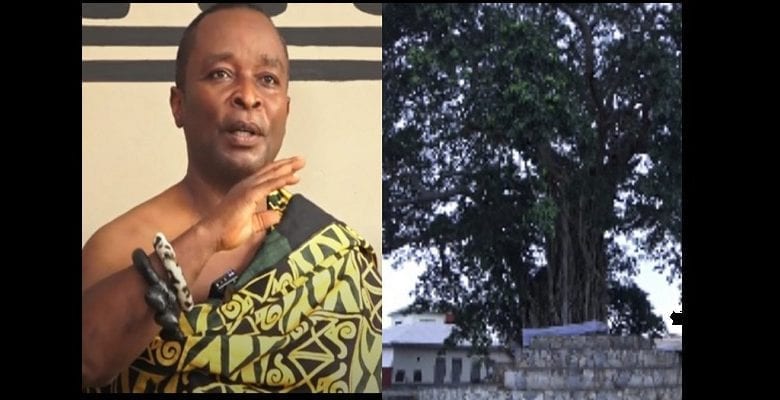 Mpeni Kofi : L’arbre Ghanéen Qui Se ”Transforme En Humain La Nuit Pour Garder Son Peuple” (Vidéo)