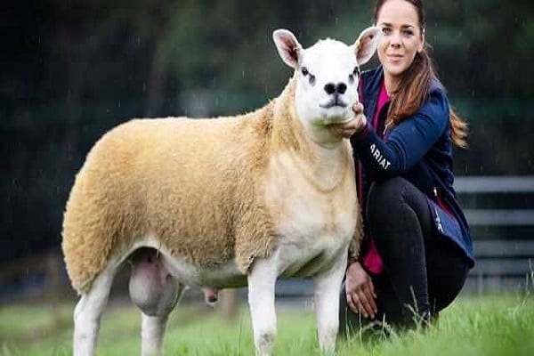 Le Mouton Le Plus Cher Du Monde Vendu À 490 000 Dollars (Vidéo)