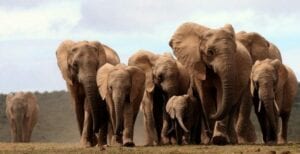 Rdc: Un Braconnier Qui A Tué Plus De 500 Éléphants Sévèrement Puni Par La Loi