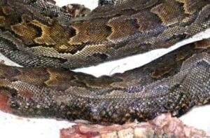 La Consommation D&Rsquo;Un Serpent Fait Des Morts