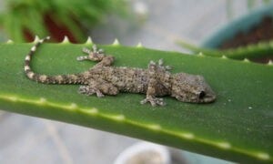 Voici Les Produits À Utiliser Pour Tuer Les Geckos