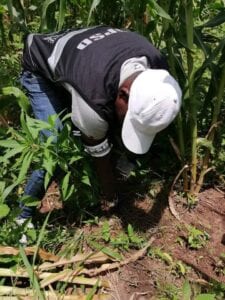 Côte D'Ivoire : Découverte D'Une Plantation Secrète De Cannabis Dans Une Prison