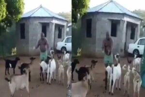 Afrique Du Sud : Un Homme Tient Une Réunion Avec Ses Chèvres (Vidéo)