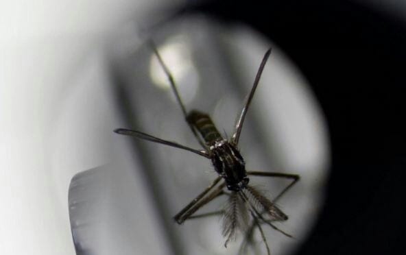 Alerte : un moustique vecteur du paludisme quitte l’Asie pour l’Afrique