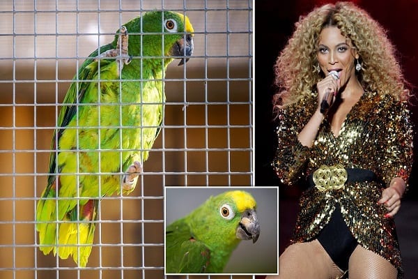 Angleterre un perroquet célèbre en interprétant If I Were A Boy Beyonce - Angleterre : un perroquet devient célèbre en interprétant « If I Were A Boy » de Beyonce (vidéo)