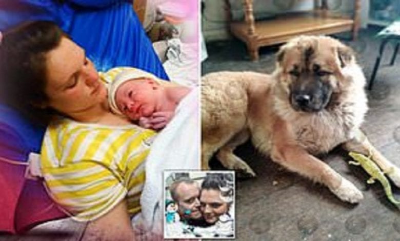 Angleterre: un nouveau-né mutilé à mort par le chien de famille