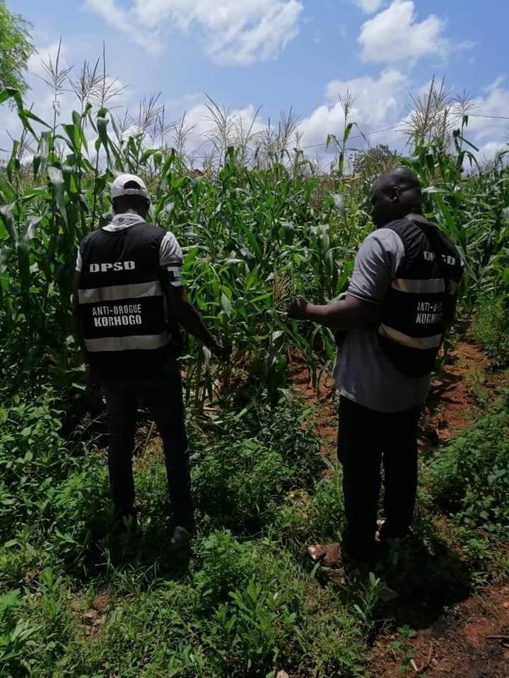 Côte D&Rsquo;Ivoire : Découverte D&Rsquo;Une Plantation Secrète De Cannabis Dans Une Prison
