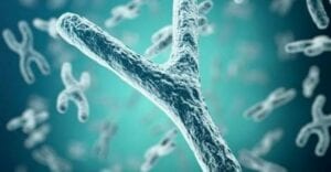 Étude : Les Hommes Pourraient Disparaître Car Le Chromosome Y Est Entrain De S’éteindre