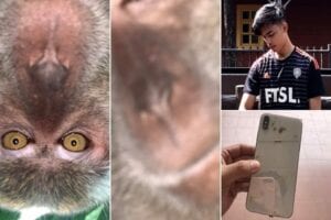 Malaisie : Un Singe Vole Un Téléphone Et Se Fait Des Selfies