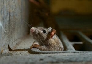 Un Incroyable Rat  Trouvé Dans Les Égouts De Mexico (Photo)