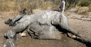 Zimbabwe : Plusieurs Éléphants Meurent Mystérieusement Non Loin D’un Parc