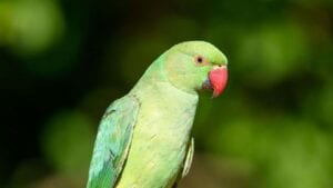 Insolite : Un Perroquet Se Met À Chanter Comme Beyoncé