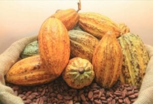 Côte D&Rsquo;Ivoire : Le Prix Bord Champ Du Cacao Monte À 1000 Francs Cfa/Kg