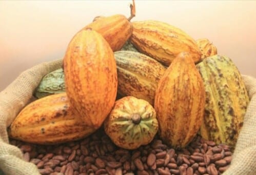 Côte D&Rsquo;Ivoire : Le Prix Bord Champ Du Cacao Monte À 1000 Francs Cfa/Kg