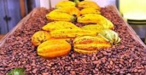 Côte D’ivoire/Agriculture: Le Prix Du Cacao Fixé À 1000 Fcfa