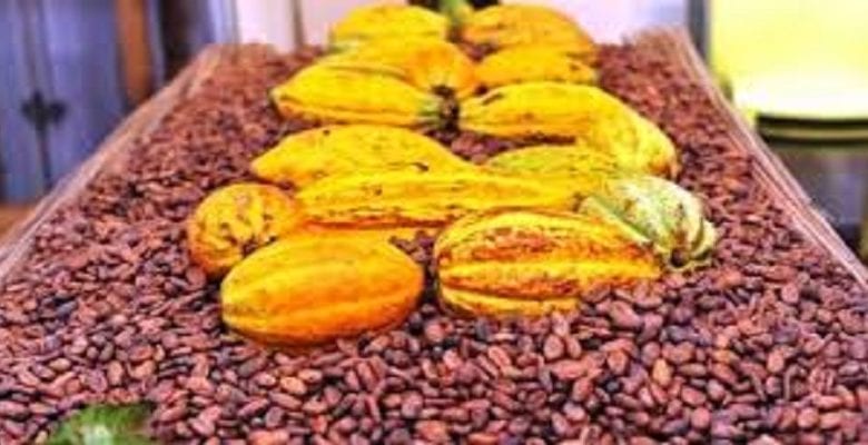 Côte d’Ivoire/Agriculture: le prix du cacao fixé à 1000 FCFA