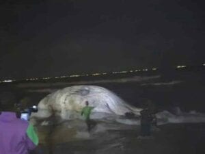 Une Grosse Baleine Échoue Encore Sur La Place De Lomé