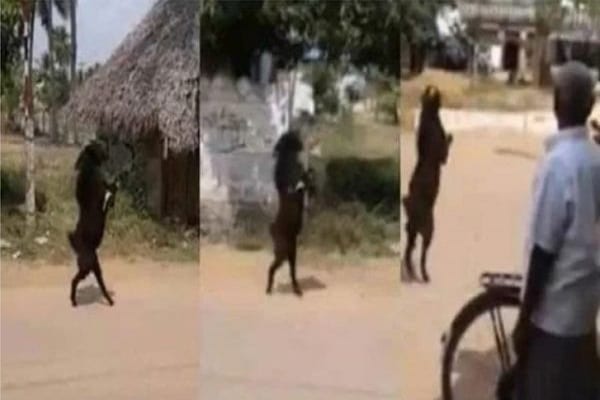 Inde villageois stupéfaits chèvre marcher deux pattes arrières - Inde : des villageois stupéfaits de voir une chèvre marcher sur ses deux pattes arrières (vidéo)