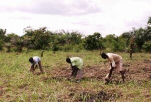 Togo : Des Chinois Achètent 1000 Hectares