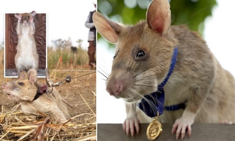 Un Rat Reçoit Une Médaille D’or Miniature Pour Sa Bravoure
