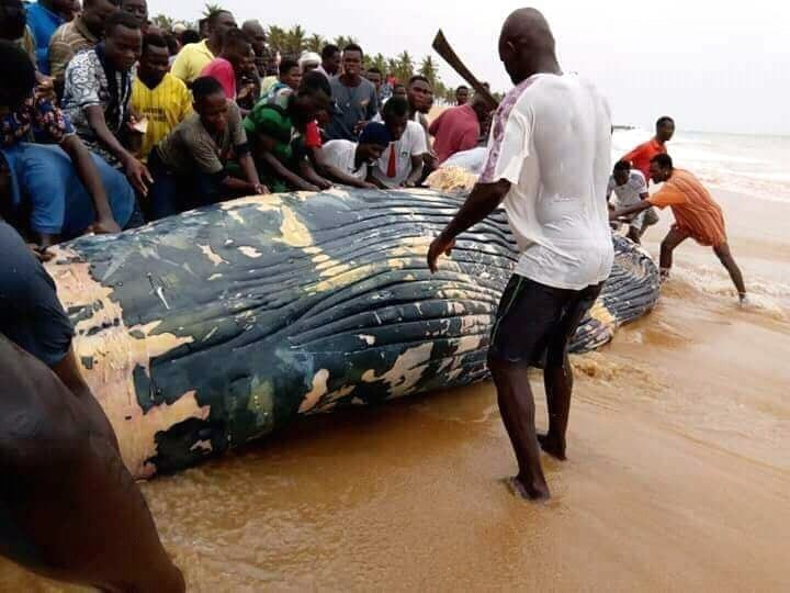 Une Seconde Baleine Retrouvee Morte Sur La Plage De Lome Doingbuzz 1