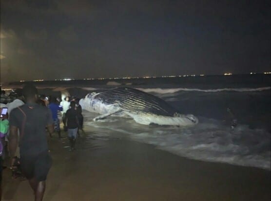 Une Seconde Baleine Retrouvée Morte Sur La Plage De Lomé