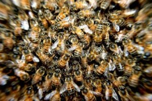 Togo: Il Meurt Après Avoir Été Attaqué Par Des Abeilles