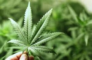 Allemagne : Vers Une Légalisation Du Cannabis