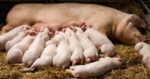 Un Nouveau Coronavirus Du Porc Susceptible D’infecter Les Humains