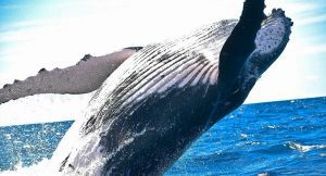 États-Unis : Deux Kayakistes Avalées Par Une Baleine