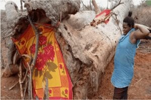 Kenya: Abandonnée Par Le Père De Ses Enfants, Elle Trouve Refuge Dans Un Arbre (Photos)