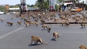 Inde : Des Singes Affamés Prennent D&Rsquo;Assaut Une Ville Touristique