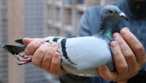 Un Pigeon Voyageur Vendu Au Prix Record De 1,6 Million D’euros