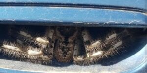 Australie : Elle Tombe Sur Une Araignée Géante Logée Dans La Poignée De La Portière De Sa Voiture