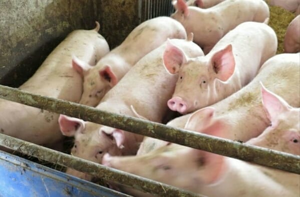 Togo : Une Infection Liée À La Peste Porcine Africaine Fait Son Apparition