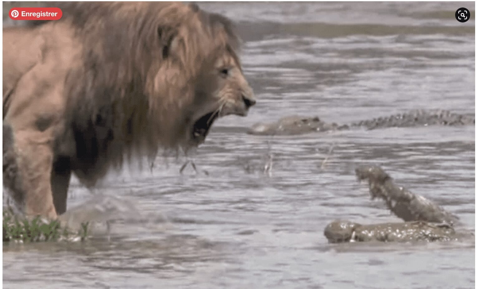 Une Sélection De Vidéos Les Plus Incroyables De Lions
