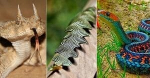 Voici Les Serpents Les Plus Rares Au Monde (Photos)