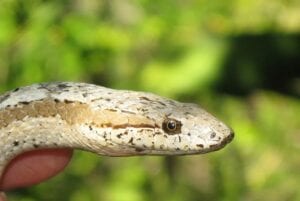 Serpents Les Plus Rares Alsophis Antiguae