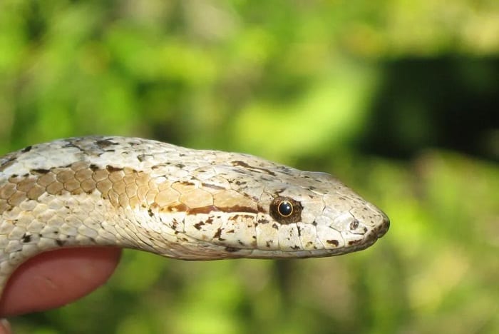 Géorgie : Elle découvre 18 serpents sous son lit