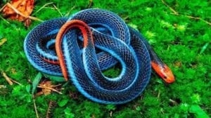Serpents Les Plus Rares Calliophis Bivirgata
